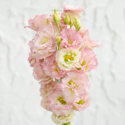 Photo of a bundle of Lisianthus Celeb 2 Pink Diamond Blooms showing blooms in light pink to white coloring with yellow centers. Some blooms are not fully opened towards the top. Background is a blurred white textured wall. 