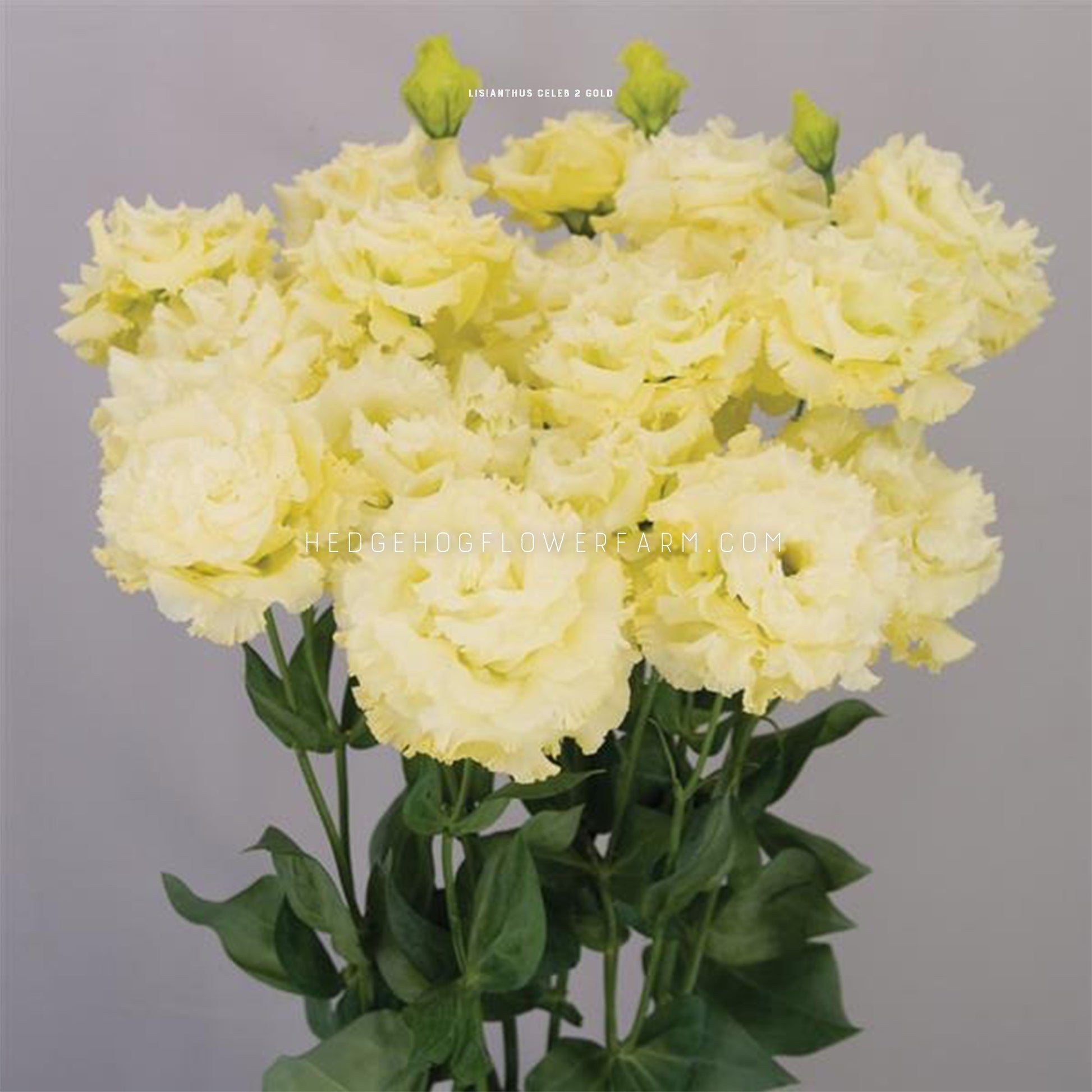 Photo of a bouquet of celeb 2 gold lisianthus showing butter cream yellow flowers in different stages of bloom on skinny dark green stems with leaves against a dark grey background 