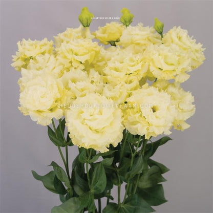 Photo of a bouquet of celeb 2 gold lisianthus showing butter cream yellow flowers in different stages of bloom on skinny dark green stems with leaves against a dark grey background 