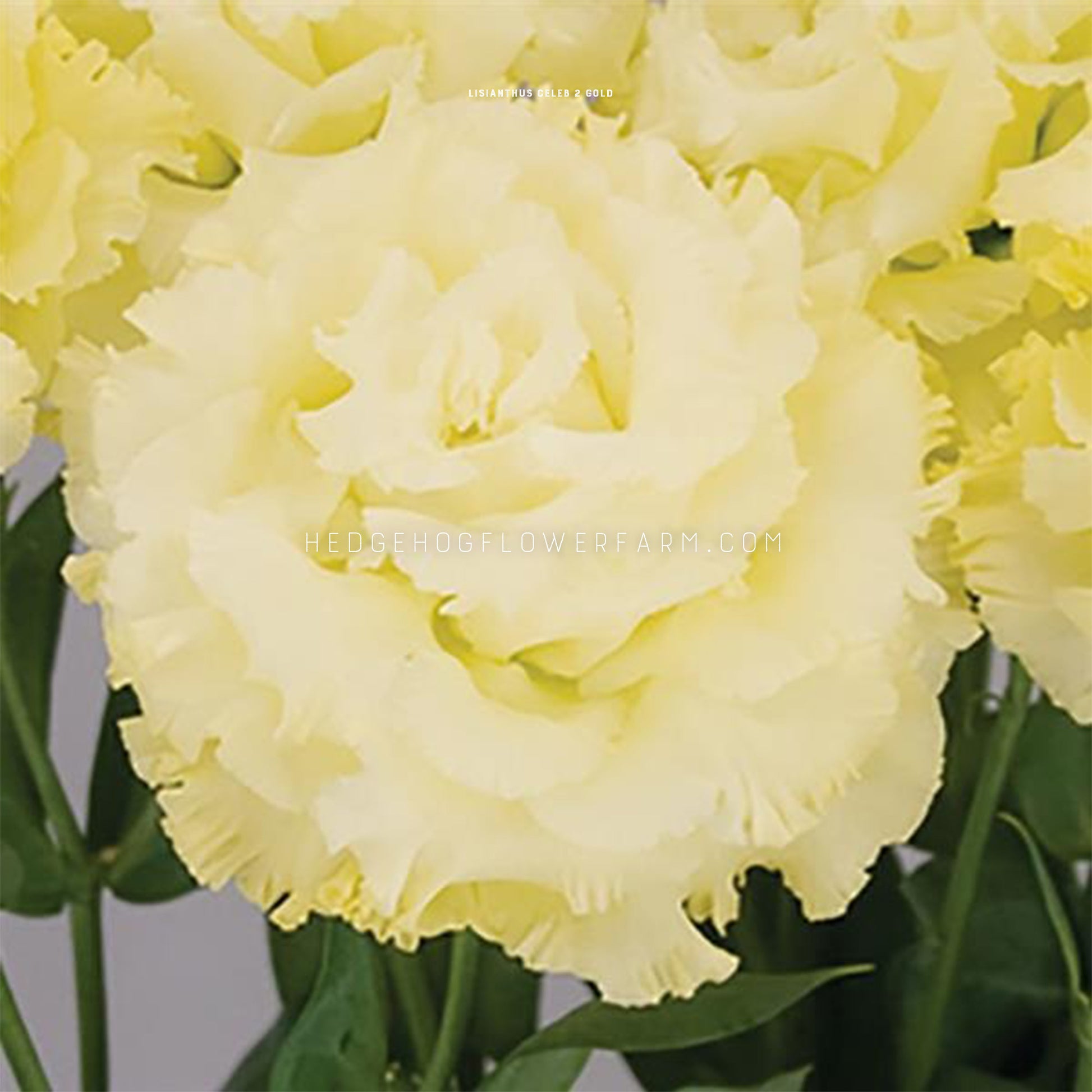 Close-up photo of a celeb 2 gold lisianthus showing a butter cream yellow bloom. Petals are ruffled around the edges and at the bottom of the image you can see the start of skinny green stems and leaves. Other yellow lisianthus blooms can be seen in the background.