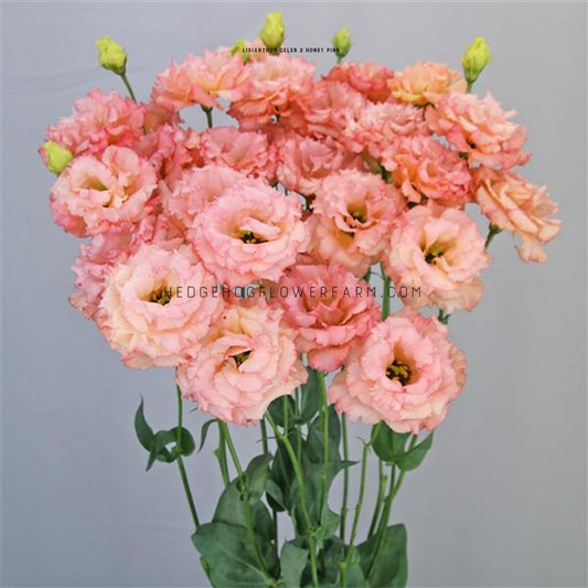 Lisianthus Celeb 2 Honey Pink being shown in bouquet fashion with the most open blooms placed up front and smaller, closed blooms towards the back. Shades of pink on ruffled, stacked petals atop skinny green stems on a blue background.
