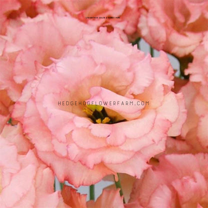 Close-up photo of lisianthus celeb 2 honey pink bloom centered showing multiple pink, ruffled petals and a stymen with pollen can be seen in the center of the flower. Edges of other pink ruffled blooms can be seen around the one centered.