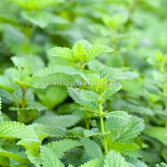 Lemon Balm Mint Seeds