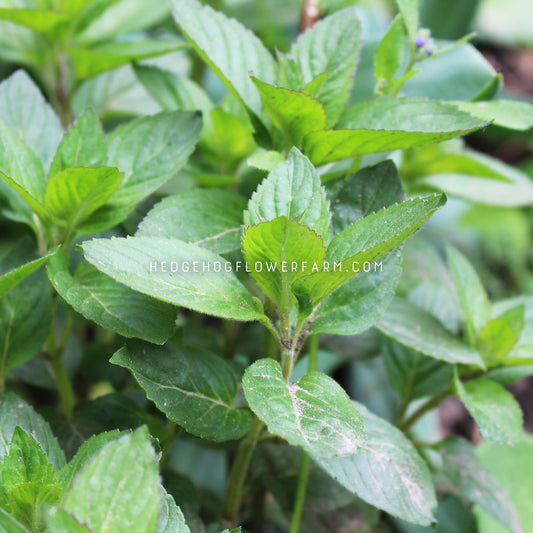Peppermint Mint Seeds