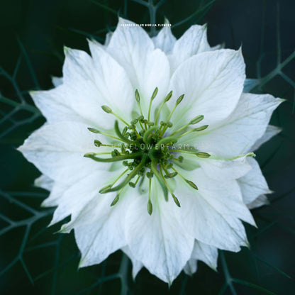Close-up top view photo of Nigella Cramer's Plum or Love-in-a-Mist in bloom showing a layered white petaled bloom with a green center in a blurred garden background. 