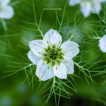 Close-up top view photo of Nigella Cramer's Plum or Love-in-a-Mist in bloom showing a star shaped white bloom with a green center surrounded by spiky green fern like foliage and a blurred garden background. 