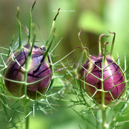 Close-up photo of two Nigella Cramer's Plum seed pods showing a deep purple/red round pod surrounded by thin, spiky fern-like foliage in a blurred garden background. 