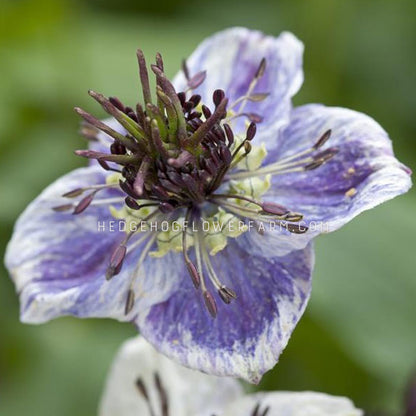 Close-up photo of Nigella Hispanica Delft Blue in bloom showing a crazy visual interest of purple in the center and dark blue to white petals in a star shape with a green blurred background. 