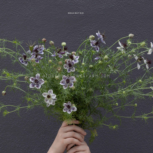 A bouquet of nigella Delft blue flowers held up by a person's hands against a dark textured wall. The flowers feature white petals with purple spots and dark purple centers, surrounded by delicate green foliage.