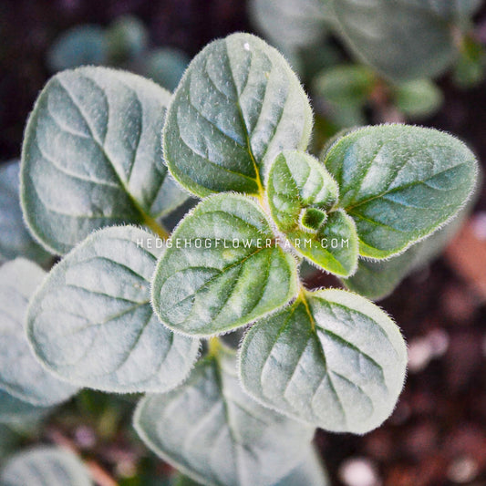 Greek Oregano Seeds