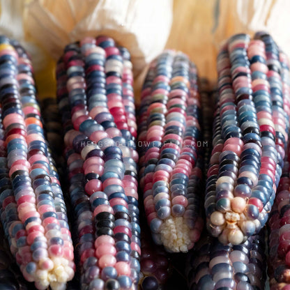 Close-up photo of mature Ornamental Corn Glass Gem heads laid down in four columns showcasing its plethora of multi-colored kernels in shades of blue, red, purple and pink. 