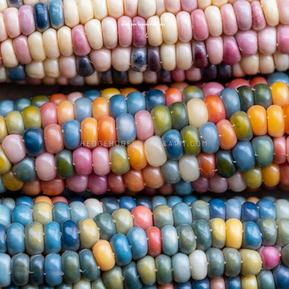 Close-up photo of mature Ornamental Corn Glass Gem heads laid down in three rows showcasing its plethora of multi-colored kernels in shades of blue, yellow, red, orange, green, purple, pink and white. 