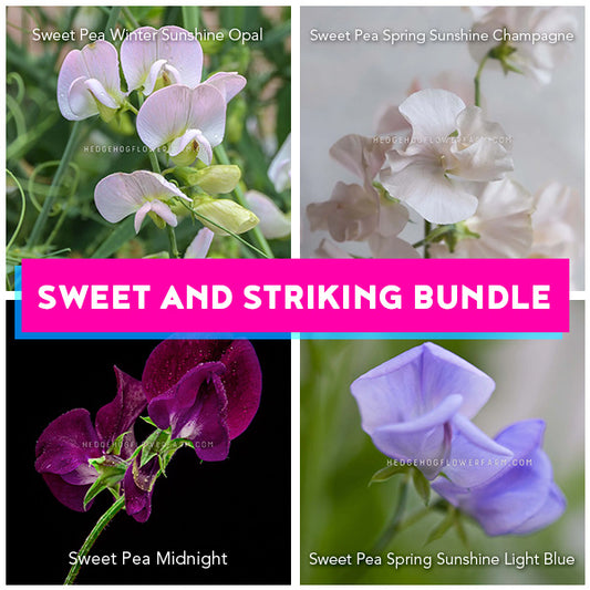 Collage of sweet pea flowers with product names and 'Sweet and Striking Bundle' text. Sweet Pea Winter Sunshine Opal, Spring Sunshine Champagne, Midnight and Spring Sunshine Light Blue can be seen. 