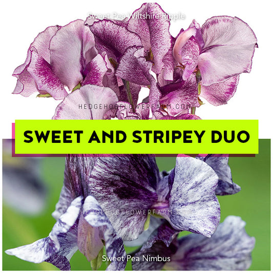 Sweet Pea Wiltshire Ripple showing red and white streaked blooms and Sweet Pea Nimbus showing blue and white streaked blooms with a text overlay "Sweet and Stripey Duo" on a green background