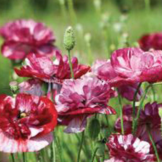 Papaver Rhoeas Shirley Pandora Seeds