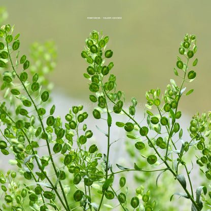 Pennycress Seeds - Thlaspi arvense