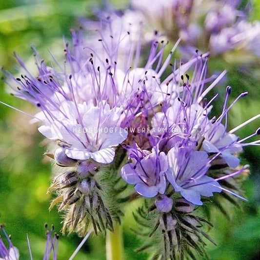 Close-up photo of Phacelia in bloom showing multiple stamens from each flower holding pollen on each tip. Flowers are clustered together in a shade of light blue atop spiky, fuzzy stems.