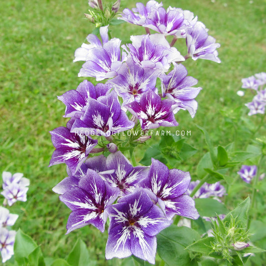 Closeup photo of Phlox Sugar Stars clustered together growing in a field showing star shaped blooms of bluish purple petals with white streaking through the middle of each petal