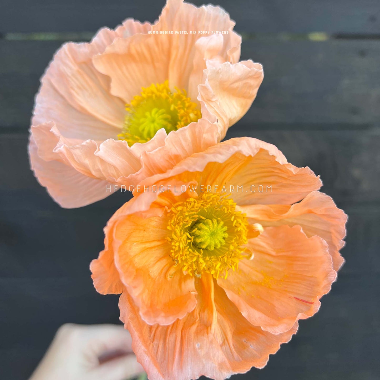 Flowers - Poppies - Hummingbird Pastel Mix