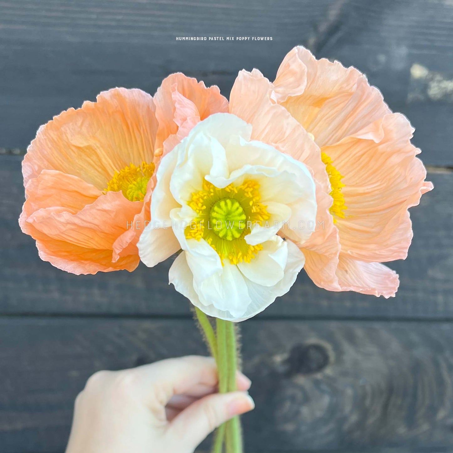 Flowers - Poppies - Hummingbird Pastel Mix