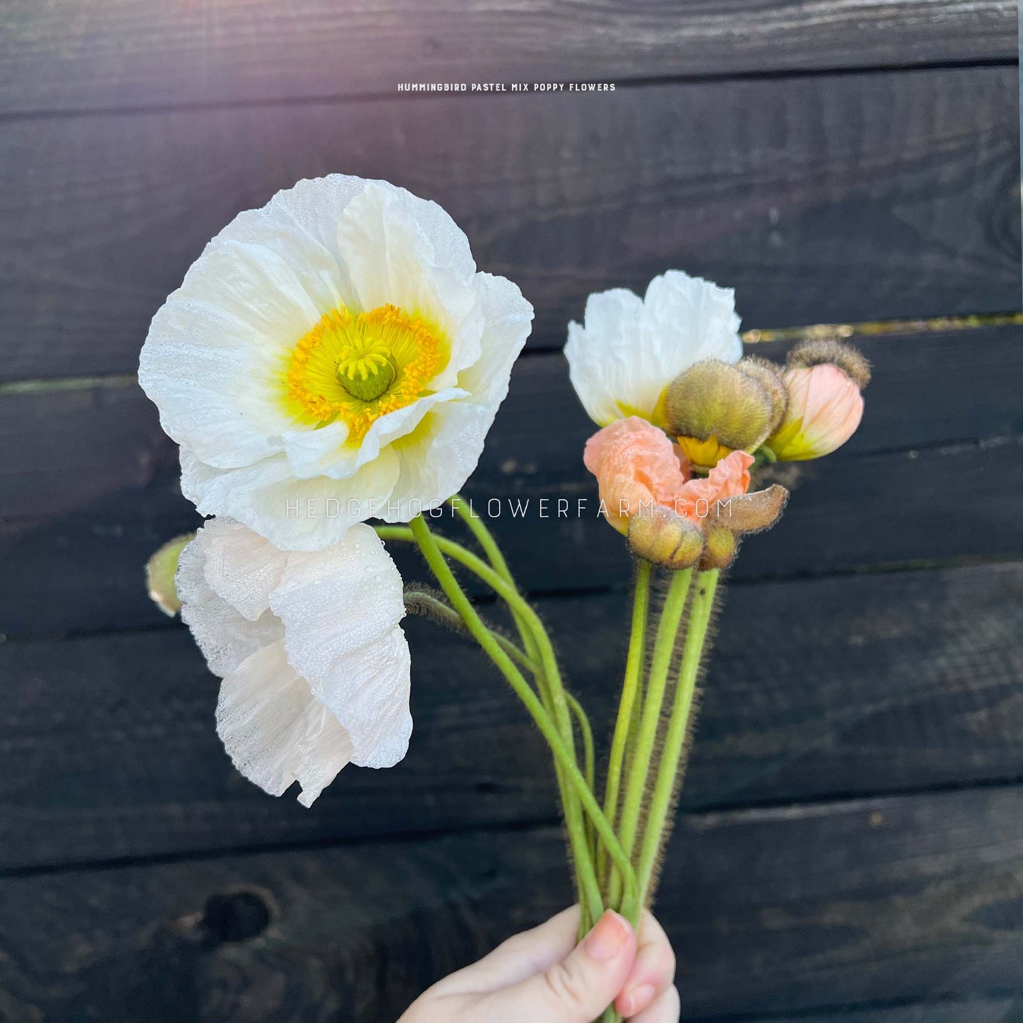 Flowers - Poppies - Hummingbird Pastel Mix