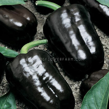 Close-up photo of multiple mature Pepper Purple Beauty's showing Dark purple/black bell peppers with green stems laid down on a counter. 