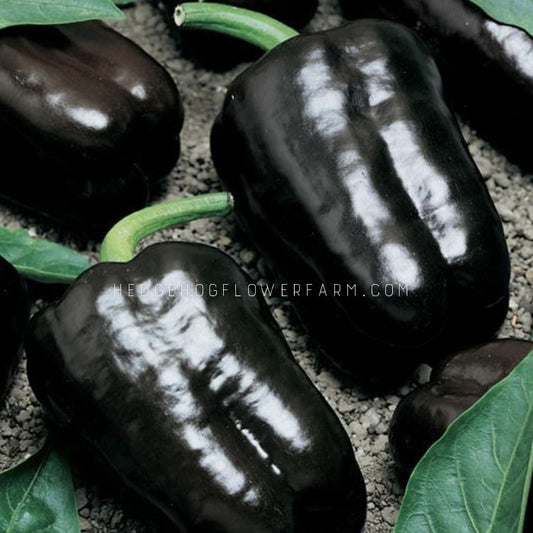 Dark purple peppers with green stems.