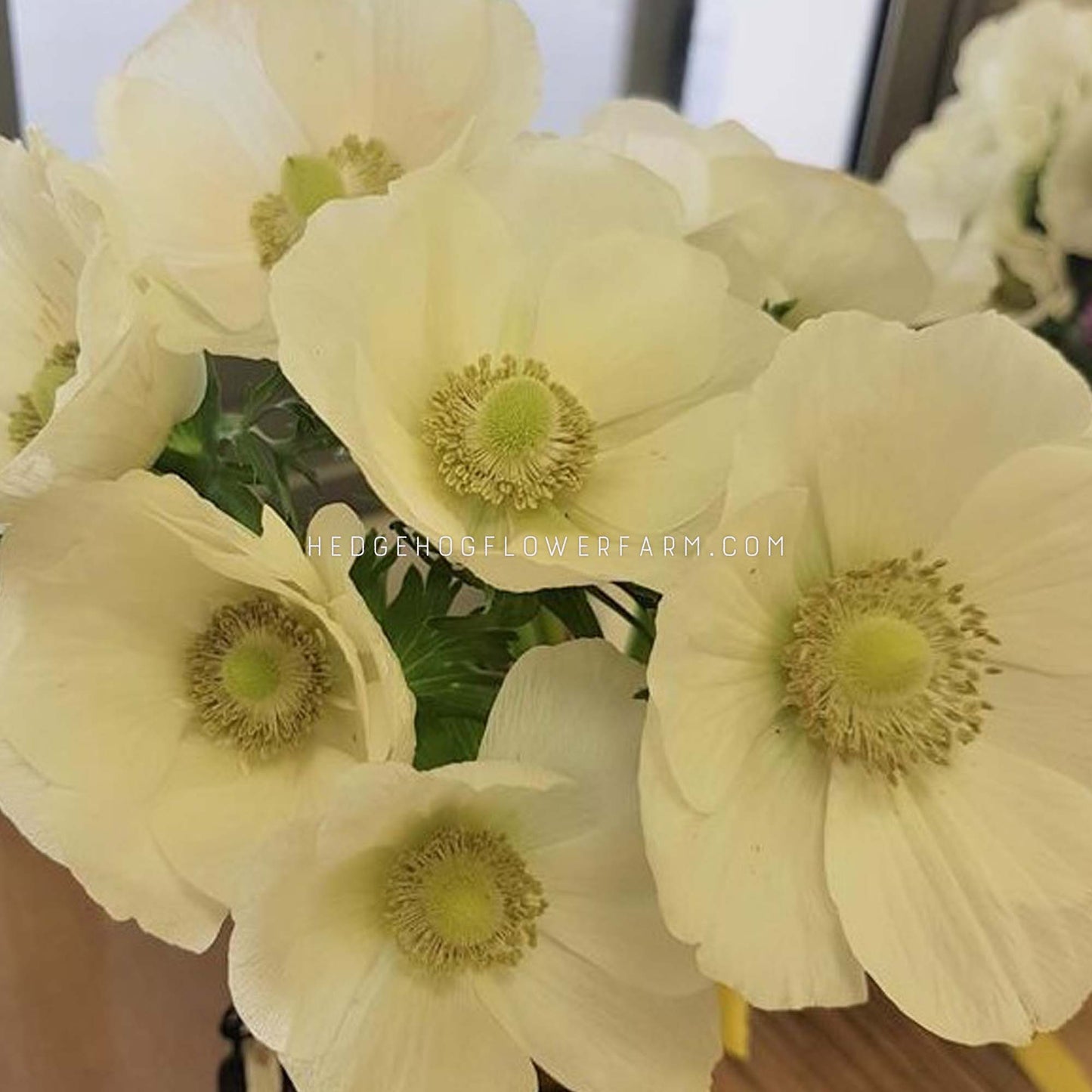 Anemone Rainbow Milky - 10 Corms