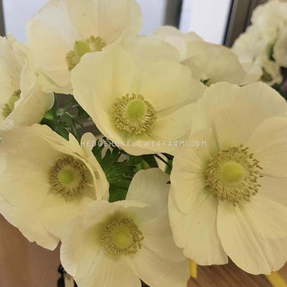 Close-up photo of a bouquet of creamy white anemone flowers. The blossoms are fully opened, showcasing their delicate, papery petals and prominent yellow centers.