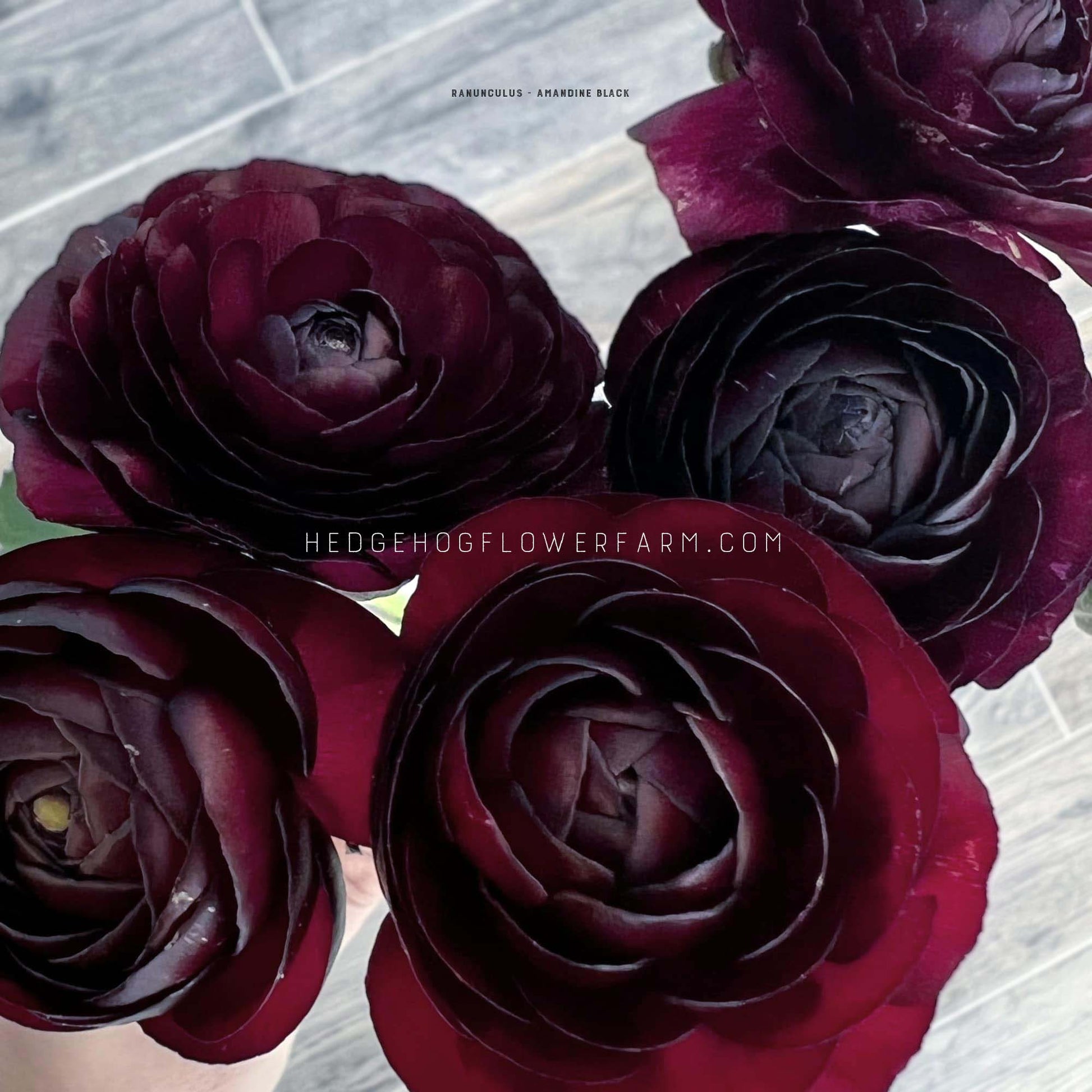 Ranunculus Amandine Black - 10 Corms - Black Persian Buttercups – www ...