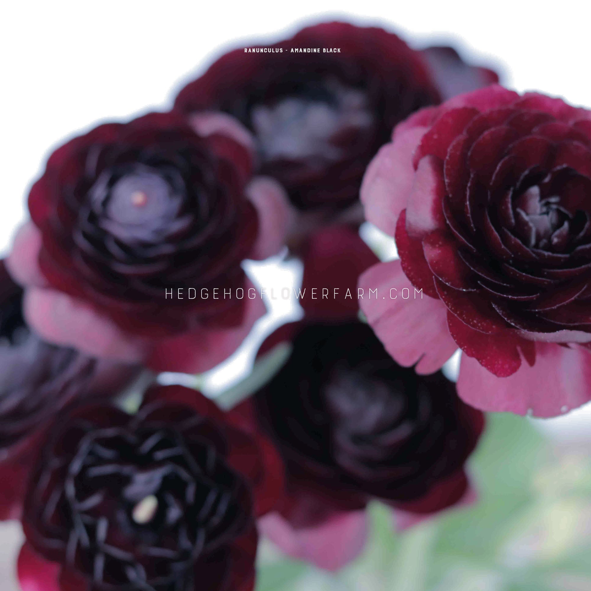 Ranunculus Amandine Black - 10 Corms - Black Persian Buttercups ...