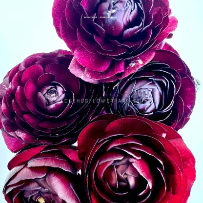Ranunculus Amandine Black - 10 Corms