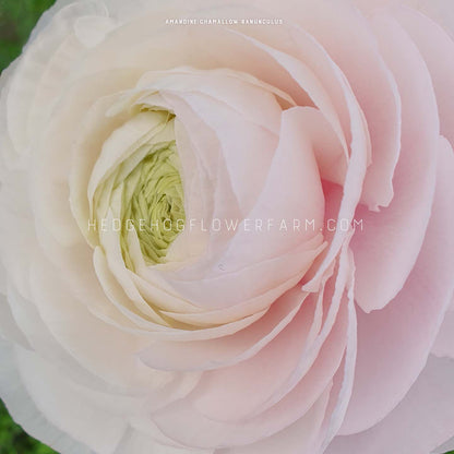 Ranunculus Amandine Chamallow - 10 Corms