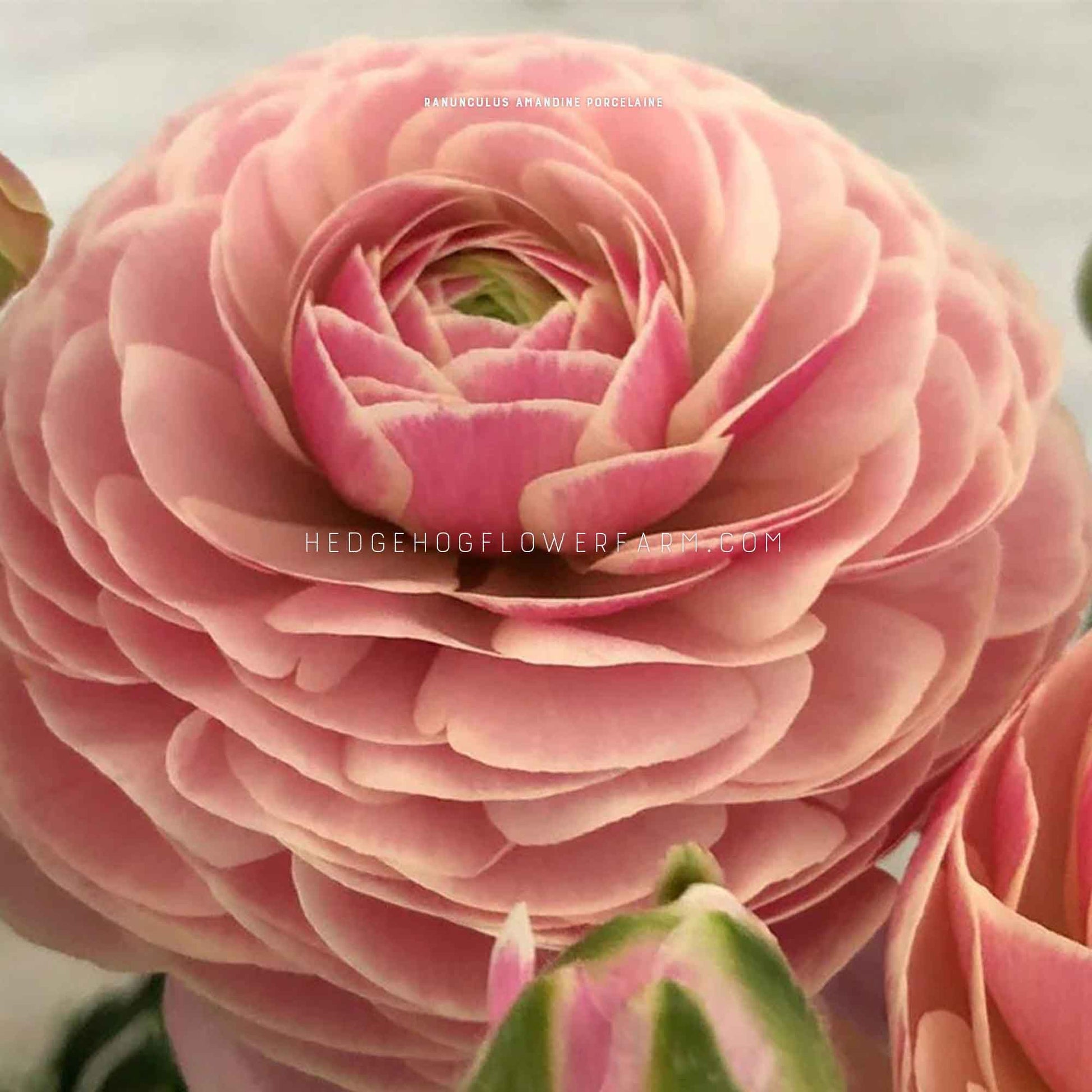 up close image of Ranunculus Amandine Porcelaine, delicate light pink with stacked petals.