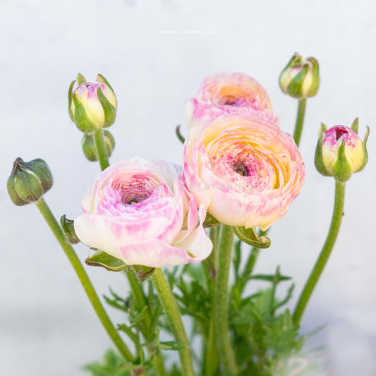 A close-up of several pale pink and cream amandine tiger ranunculus flowers with green stems and buds against a soft light gray background.