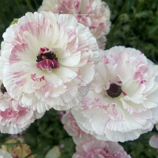 Ranunculus Brushmark Cesar - 5 Corms