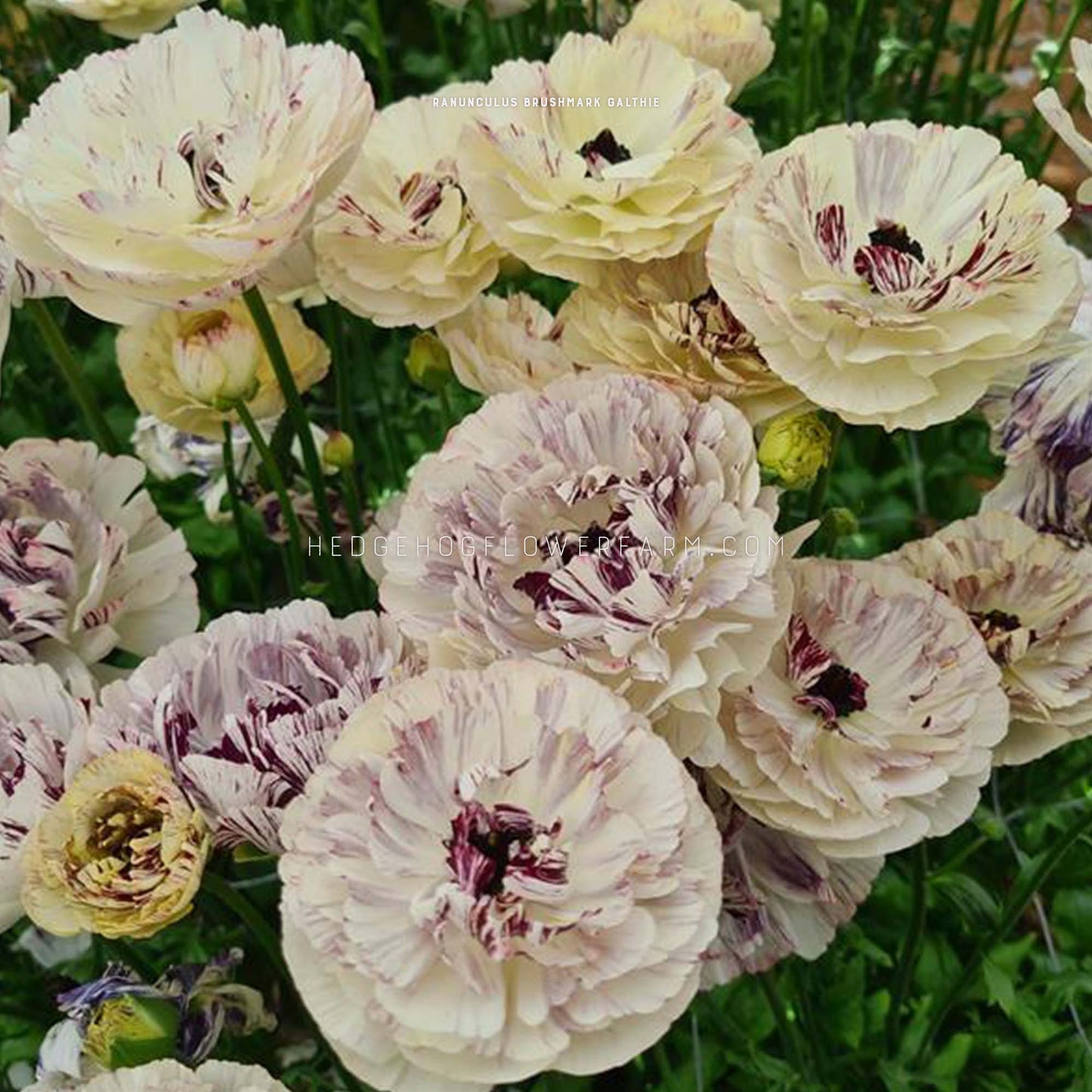 Ranunculus Brushmark Galthie - 5 Corms