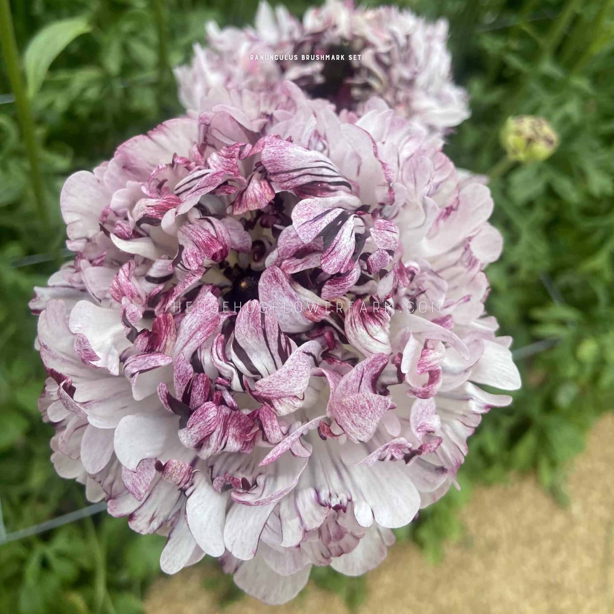 Seti Ranunculus Ranunculus Brushmark Seti | 5 Corms | Bicolor Ruffled Blooms ...