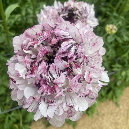Close-up photo of ranunculus bushmark seti in bloom showing a purple and white ruffled flower in a garden setting. 