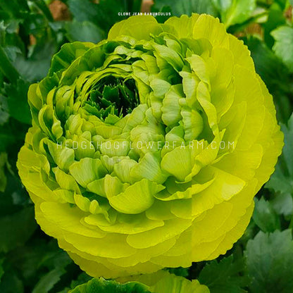 A close-up of Clone Jean ranunculus flower. The flower is almost fully bloomed and has many layers of ruffled petals. The petals are a light green color and have a slight yellow tint. The flower is in focus and the background is blurred green foliage. 