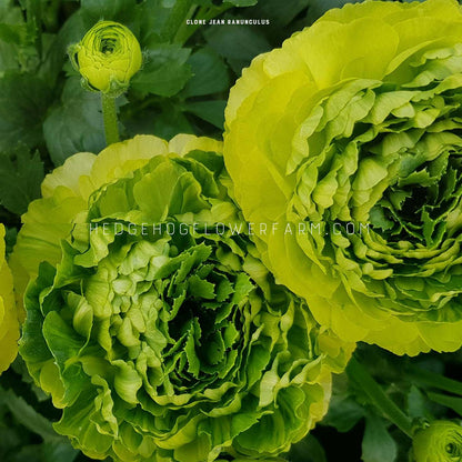 Close-up of two clone jean ranunculus flowers in bloom showing green ruffled petals with green foliage in the background. 