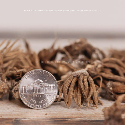 Close-up photo of a BB 5-6 Ranunculus Corm next to a nickel showing size comparison on a table with other brown corms.
