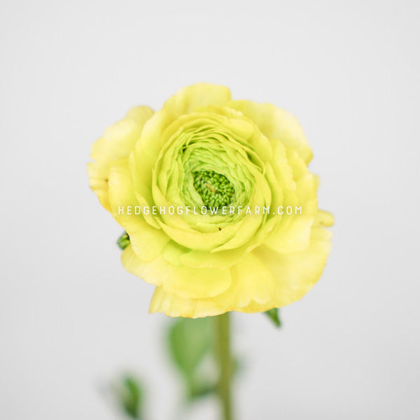 Clone Jean Ranunculus Lime Green