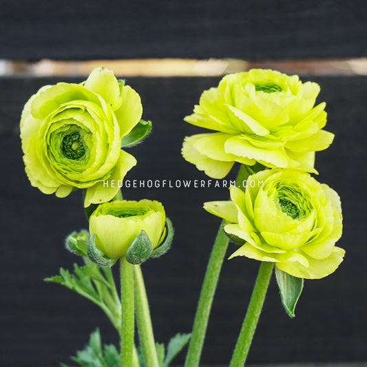 Clone Jean Ranunculus