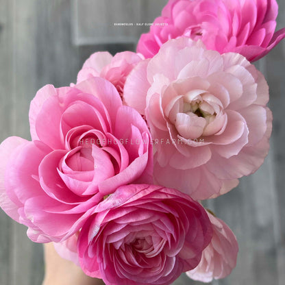 A cluster of Half Clone Juliette ranunculus flowers. The flowers are in various stages of bloom, with some fully open and others still closed. The flowers are in shades of a light pink color. Background is grey.