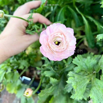 A single pink half clone juliette ranunculus flower with a dark center. The flower is in bloom and has multiple layers of petals. The flower is surrounded by green foliage and a hand can be seen under the flower to the left. 
