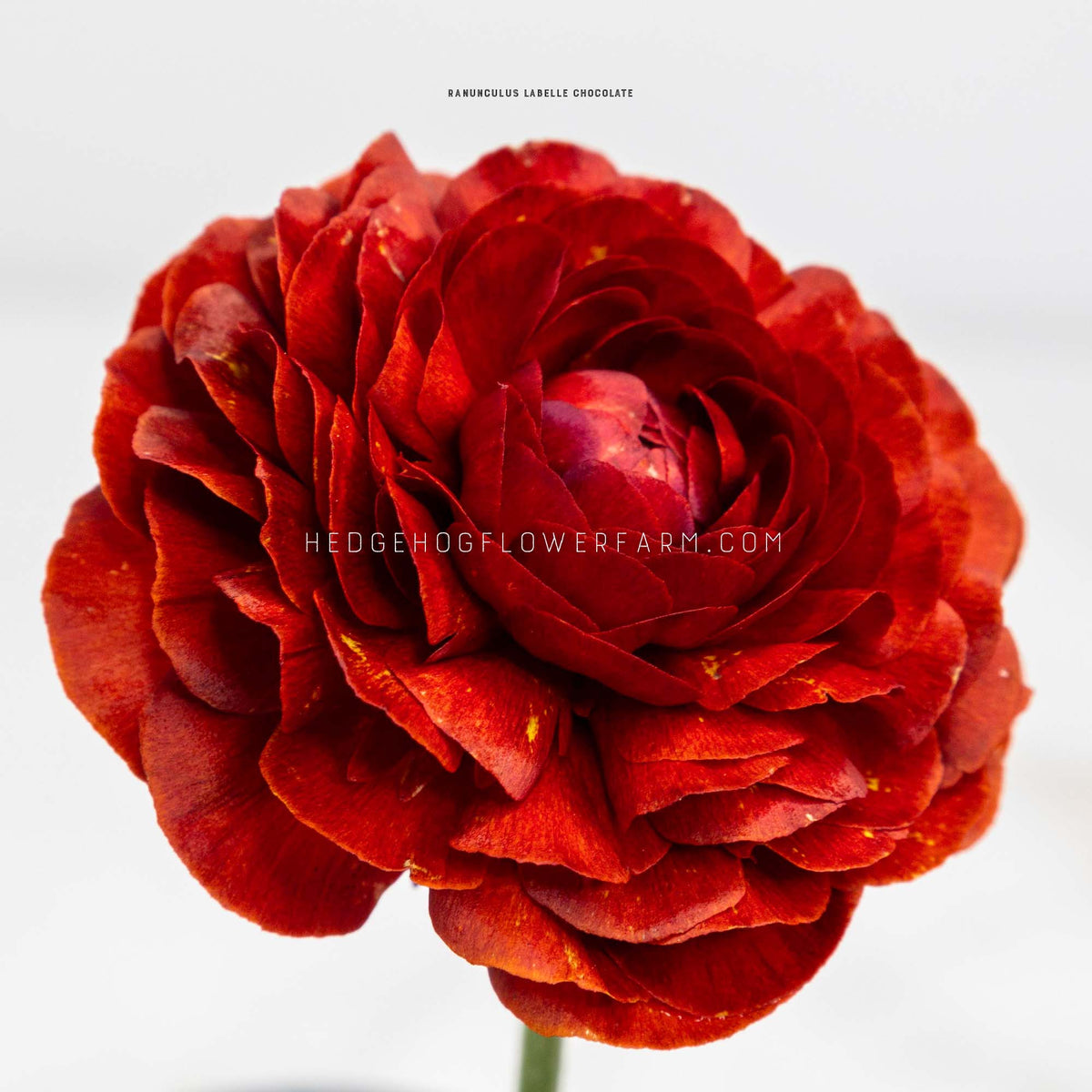 Close-up side view of ranunculus labelle chocolate in bloom showing layers of bright red petals against an off white background