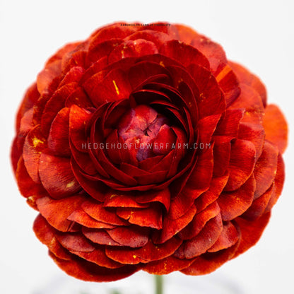 Close-up top view of ranunculus labelle chocolate in bloom showing layers of bright red petals against an off white background