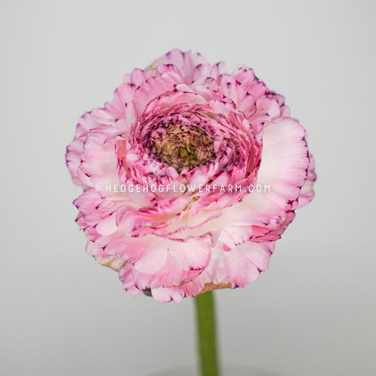 A close-up photo of a LaBelle White Picotee ranunculus in bloom showing white and pink ruffled petals on a single green stem against a light grey background 