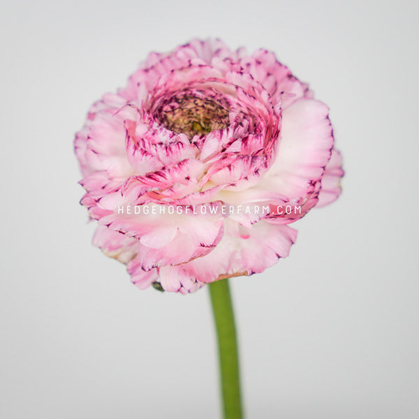 A close-up photo of a LaBelle White Picotee ranunculus in bloom showing white and pink ruffled petals on a single green stem against a light grey background 